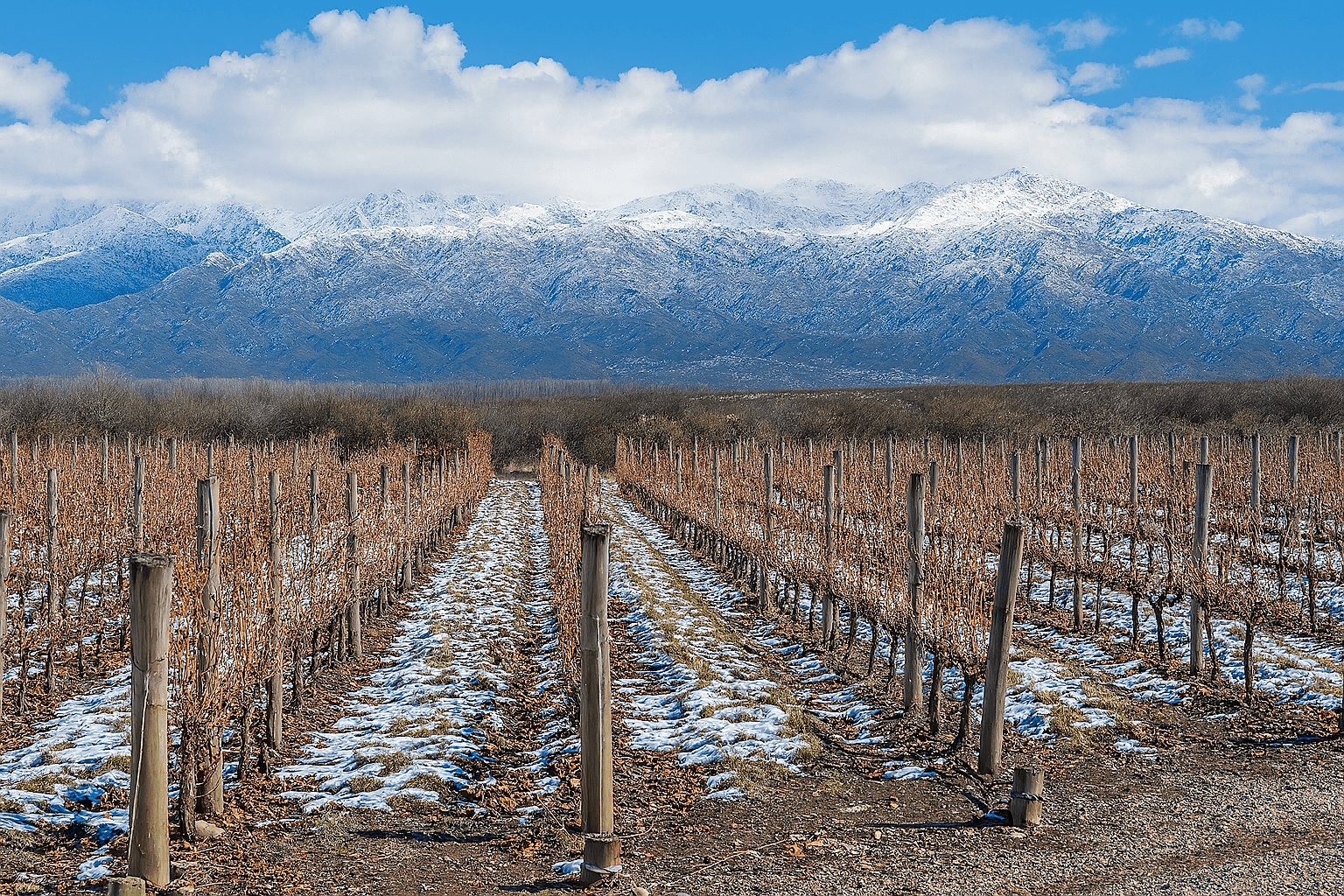 Snow-dusted vineyard rows with barren vines under a cloudy blue sky and distant snow-covered mountains.