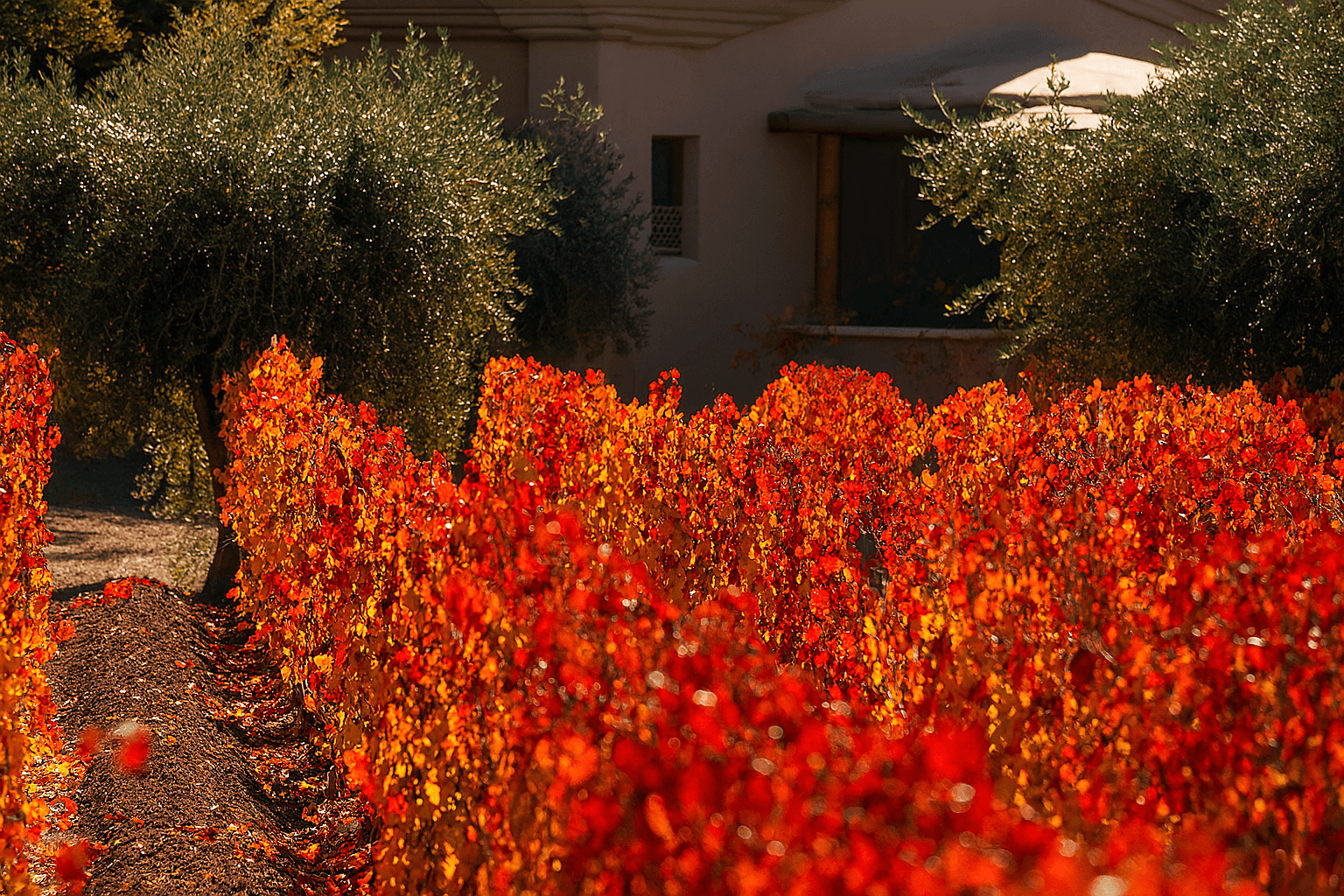 Vibrant red and orange vineyard in autumn with olive trees and a building in the background.
