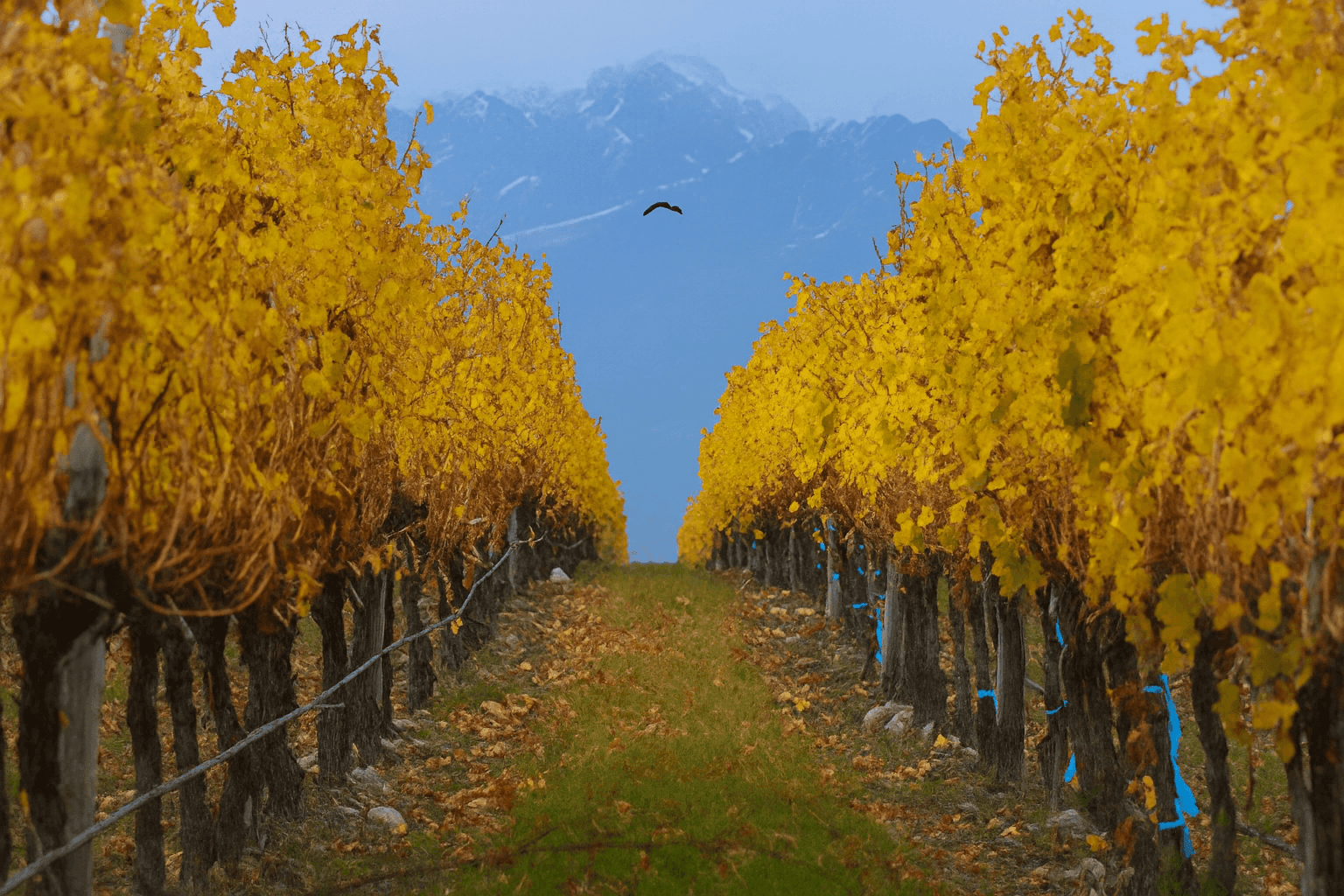 Pathway through vineyard with yellow leaves and mountains in the background.