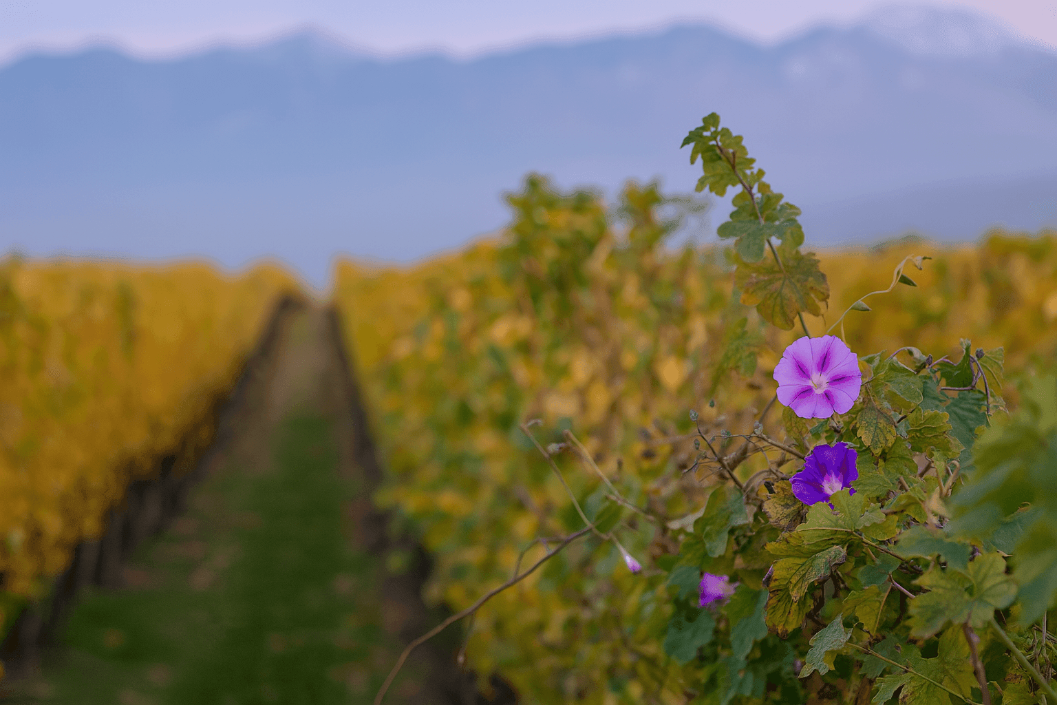 Purple flowers growing among vineyard rows with mountains in the background.