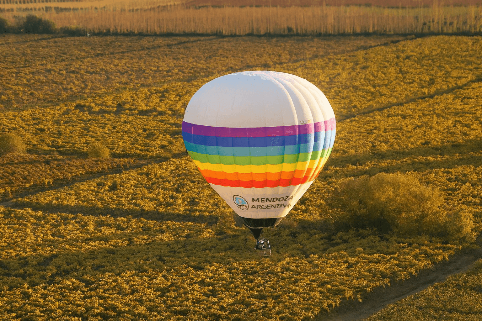 Volando entre viñedos