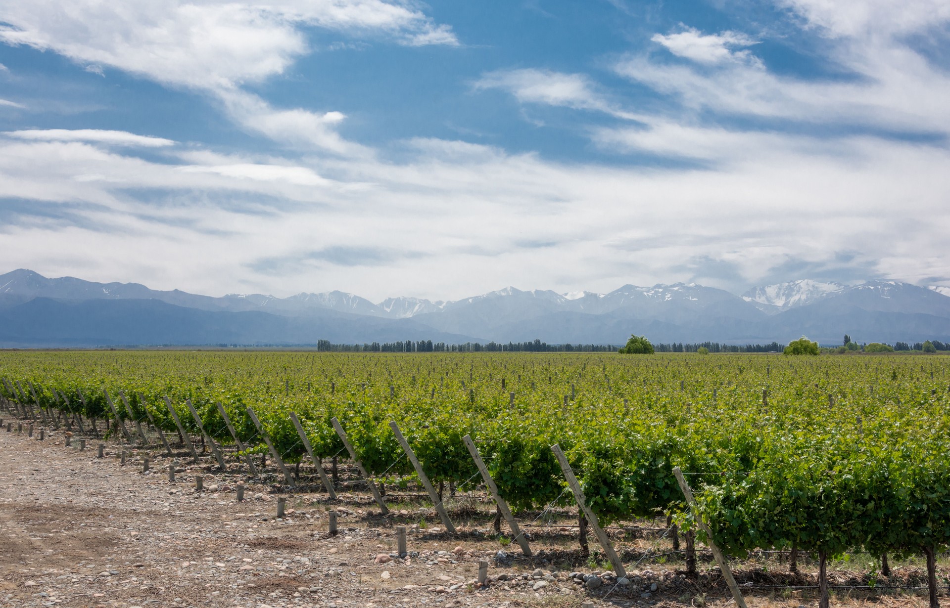 Hermoso paisaje rural con viñedo sin montañas de andes en el fondo en el Valle de Uco, Mendoza. Argentina