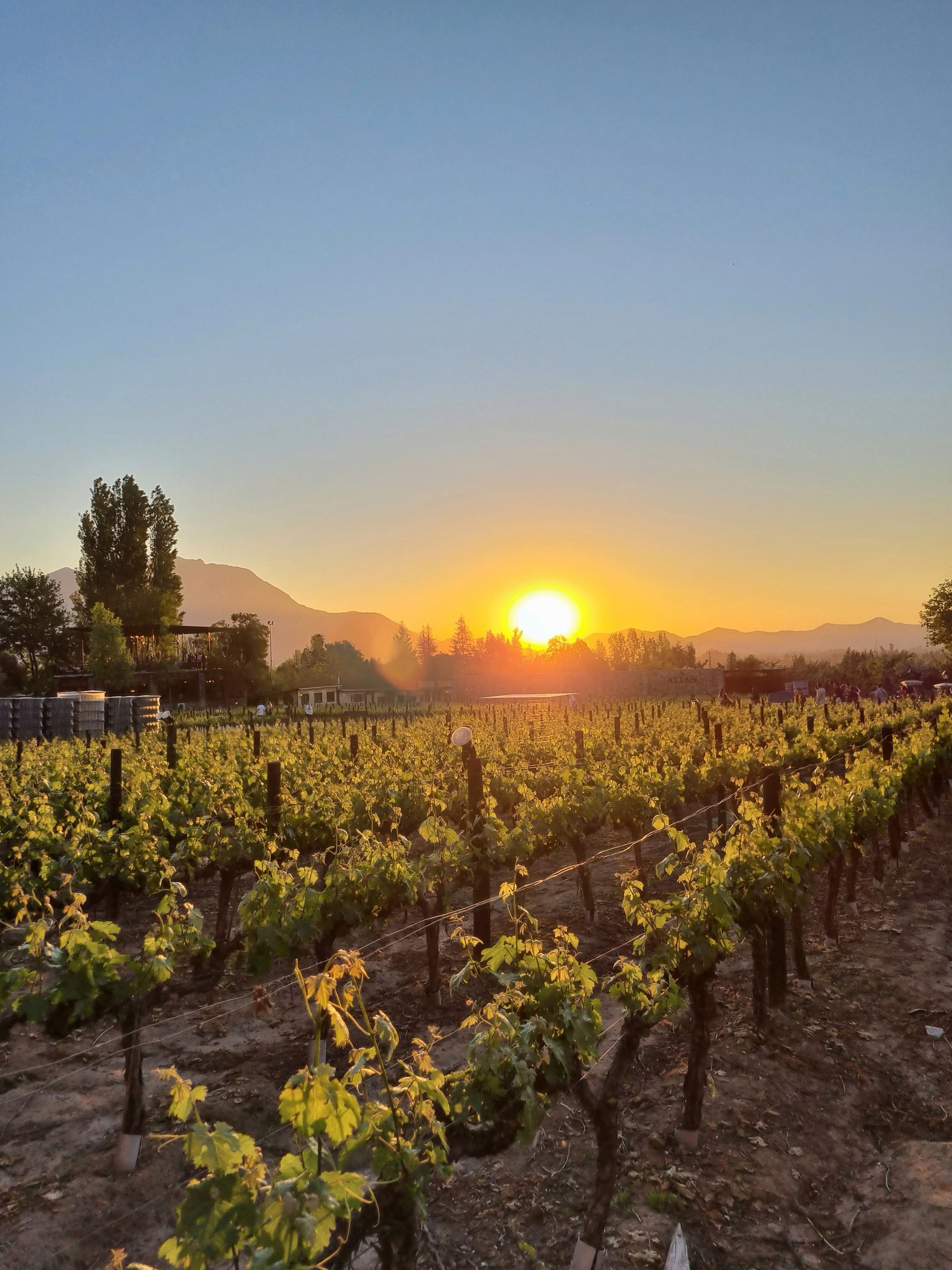Increíble puesta de sol en un viñedo chileno