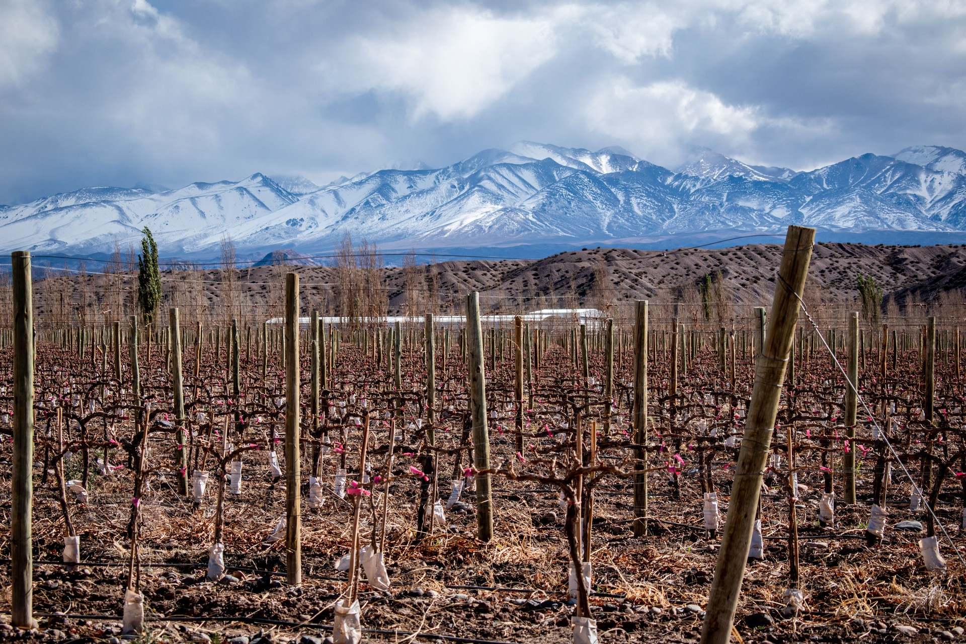 Viñedos de secano en Mendoza, Argentina.